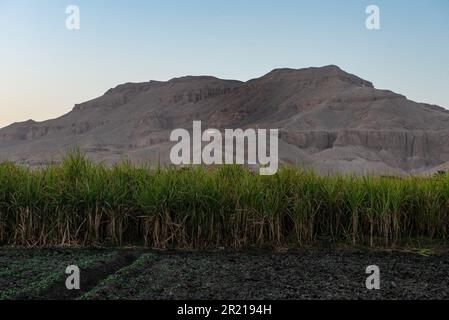 Upper Egypt, Egypt. 13th Dec, 2022. Sugarcane plants growing on a farm in the desert of the west bank of the Nile in Upper Egypt. (Credit Image: © John Wreford/SOPA Images via ZUMA Press Wire) EDITORIAL USAGE ONLY! Not for Commercial USAGE! Stock Photo