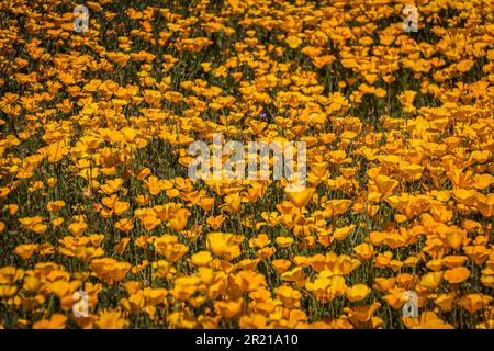 A carpet of yellow and orange Mexican Poppies in a field in direct sunlight. Stock Photo