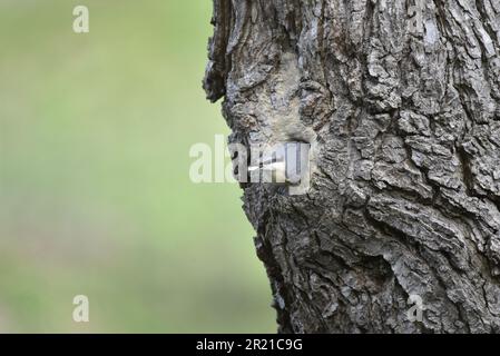 European Nuthatch (Sitta europaea) Exiting Tree Trunk Nest Hole with Guano in Beak, against a Light Green Background, taken in Mid-Wales, UK in May Stock Photo