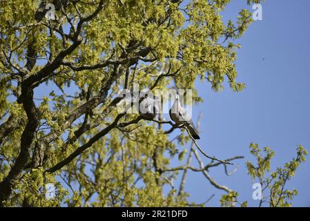 Pair of Common Woodpigeons (Columba palumbus) Perched High in Trees on a Sunny Day, One Bowing to the Other, against a Blue Sky Background, in UK Stock Photo