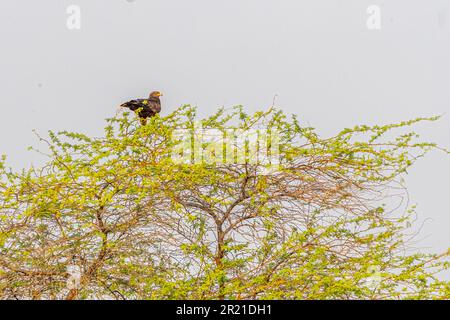 A steppe eagle resting on a bush plant Stock Photo