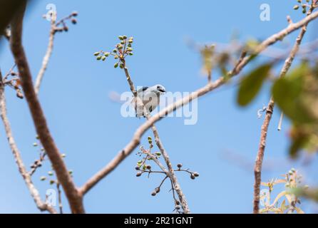 Blue-Grey Tanager (Thraupis episcopus) calling in Panama Stock Photo