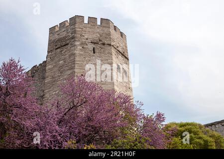 Istanbul Yedikule walls in the  spring. Historical Byzantine city walls, Kazlıçeşme, Zeytinburnu. TURKEY Stock Photo