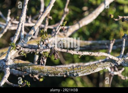 Palm Tanager (Thraupis palmarum) in a tree in Panama Stock Photo