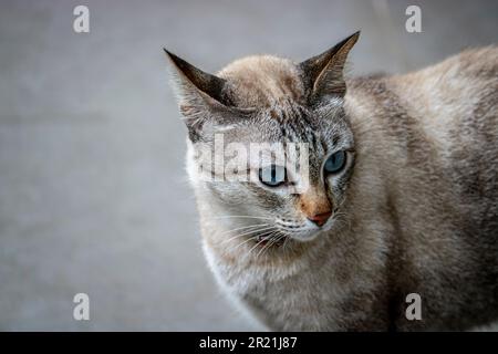 Portrait of a light gray cat with blue eyes. Stock Photo