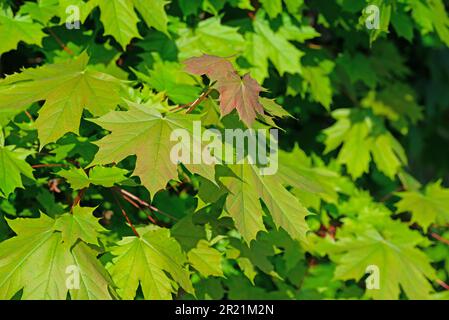 Young leaves from the maple tree in spring Stock Photo
