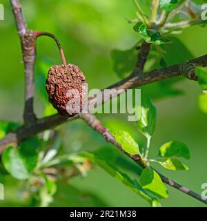 Fruit mummy on an apple tree Stock Photo