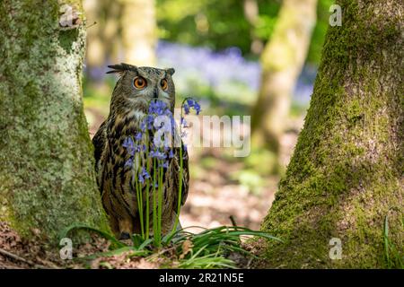 An Eurasian Eagle Owl stadning behind bluebells in a woodland setting. Stock Photo