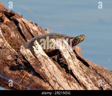 Painted turtle resting and hiding on a log in the pond with blue water background and displaying its turtle shell, head, paws in its environment. Stock Photo