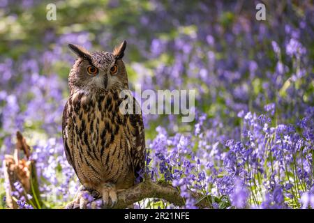 An Eurasian Eagle Owl sitting on a branch perch surrounded by bluebells in a woodland setting. Stock Photo