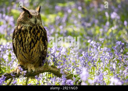 An Eurasian Eagle Owl sitting on a branch perch surrounded by bluebells in a woodland setting. Stock Photo