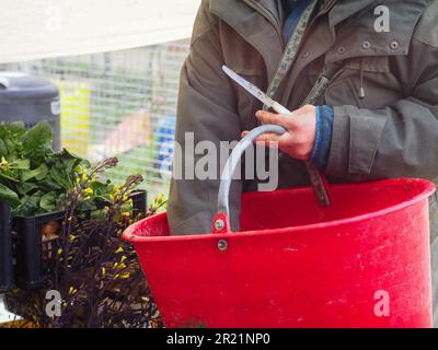 woman farmer harvesting spring veggies from organic vegetable garden Stock Photo