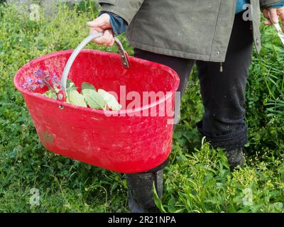 woman farmer harvesting spring veggies from organic vegetable garden Stock Photo