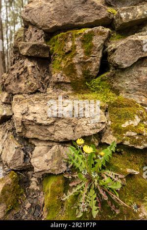 Determination:  close up of colourful wildflower Dandylion growing out of a moss encrusted stone wall in spring. Stock Photo