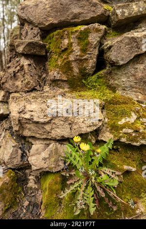 Determination:  close up of colourful wildflower Dandylion growing out of a moss encrusted stone wall in spring. Stock Photo