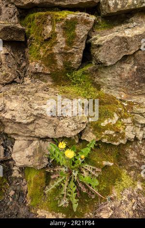 Determination:  close up of colourful wildflower Dandylion growing out of a moss encrusted stone wall in spring. Stock Photo