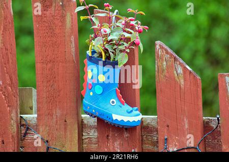 garden plants in childrens wellingtons to make colourful garden ornaments as pots Stock Photo