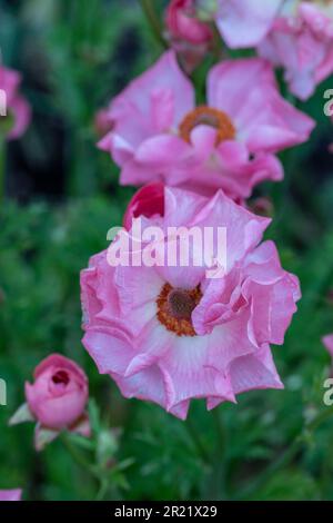 Rannunculus Rococo Delicately beautiful Ranunculus - Rococo series. Natural close up plant ...