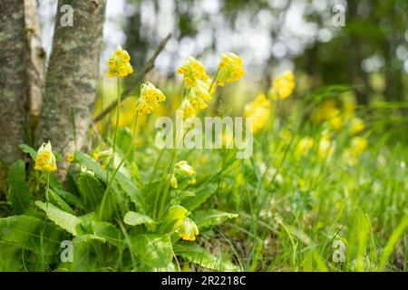 Cowslip, Primula veris, Primula officinalis, Primulaceae. Selective focus. Wallpaper. Stock Photo