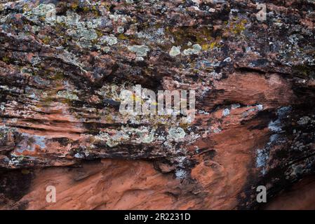 Lichen encrusted sandstone, Snow Canyon State Park, Utah, USA. Lichens are unlike any other organism on earth, a fungus and algae. Stock Photo