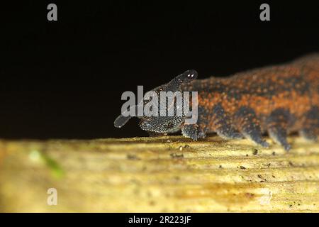 New Zealand southern velvet worm/Peripatus (Peripatoides sp.) Stock Photo