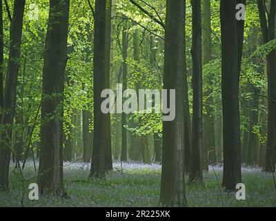 moody almospheric damp beechwood (Fagus sylvatica) with wet trunks surrounded by bluebells (Hyacinthoides non-scripta) in Warwickshire, England , UK Stock Photo