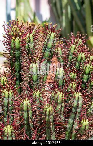 Close up of a euphorbia aeruginosa plant Stock Photo