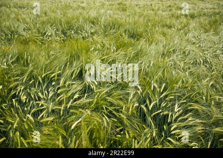 barley (Hordeum distichon, Hordeum vulgare ssp. distichon), barley field, Germany Stock Photo