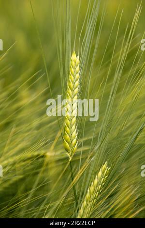 barley (Hordeum distichon, Hordeum vulgare ssp. distichon), spikes in a barley field, Germany Stock Photo