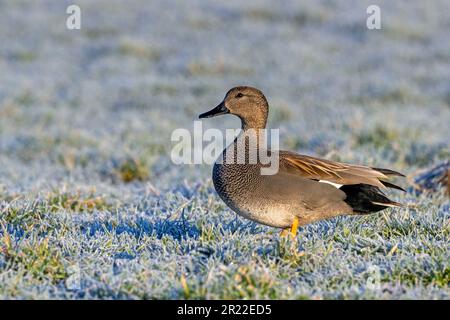 gadwall (Anas strepera, Mareca strepera), male on a meadow with hoarfrost, Netherlands, Frisia Stock Photo