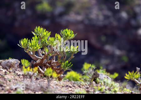 Verode, Berode  (Kleinia neriifolia, Senecio kleinia), bush in backlight, Canary Islands, Lanzarote, Teguise Stock Photo