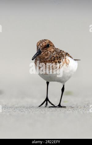 sanderling (Calidris alba), searching for food on the beach, Norway Stock Photo