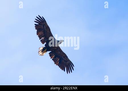 white-tailed sea eagle (Haliaeetus albicilla), in flight, Sweden Stock Photo