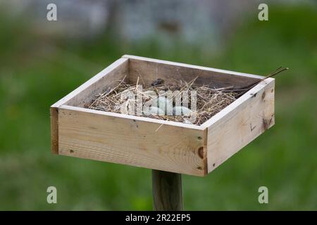 mew gull (Larus canus), eggs in the nest in a nesting box, Sweden Stock Photo