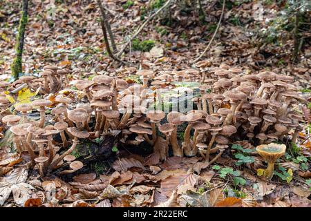 Dark honey fungus, Honey mushroom (Armillaria ostoyae, Armillariella polymyces, Armillaria solidipes), group on deadwood, Germany, Bavaria Stock Photo