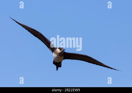 Parasitic Jaeger, Arctic Skua, Parasitic Skua (Stercorarius parasiticus), in flight, light morph, Norway Stock Photo