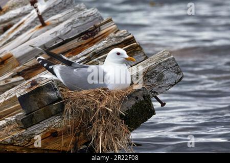 mew gull (Larus canus), on the nest on a turned over fence, Sweden Stock Photo