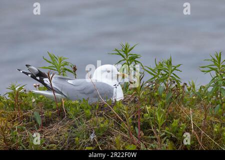 mew gull (Larus canus), on its nest, Sweden Stock Photo