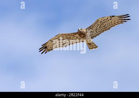 short-toed eagle (Circaetus gallicus), im Flug, Spain, Andalusia, Tarifa Stock Photo