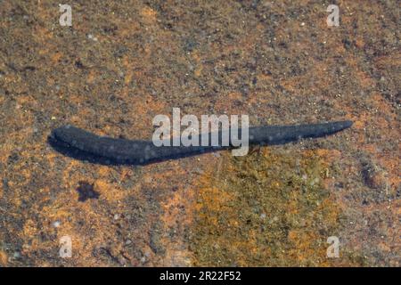 European horse leech (Haemopis sanguisuga), top view, Germany Stock Photo