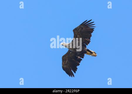 white-tailed sea eagle (Haliaeetus albicilla), in flight, Sweden Stock Photo