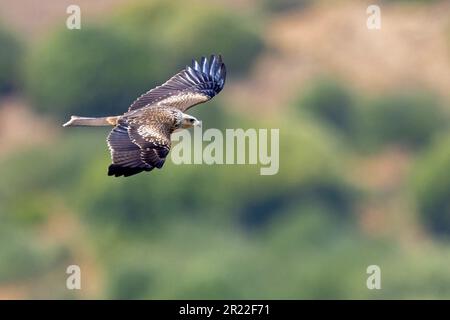 Black kite, Yellow-billed kite (Milvus migrans), in juvenile plumage, Spain, Andalusia, Tarifa Stock Photo