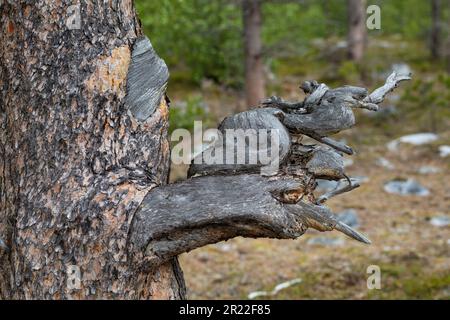Scotch pine, Scots pine (Pinus sylvestris), pine in the national park, Norway, Stabbursdalen National Park Stock Photo