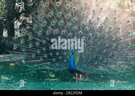 Close up of peacock showing its beautiful feathers in a park Stock Photo