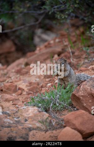 Close up portrait of a cute grey squirrel against the red landscape of zion national park Stock Photo