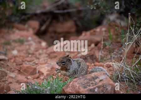 Close up portrait of a cute grey squirrel against the red landscape of zion national park Stock Photo
