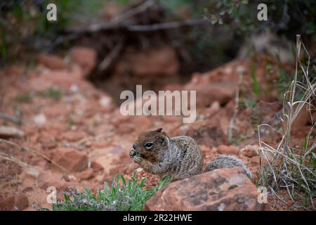 Close up portrait of a cute grey squirrel against the red landscape of zion national park Stock Photo
