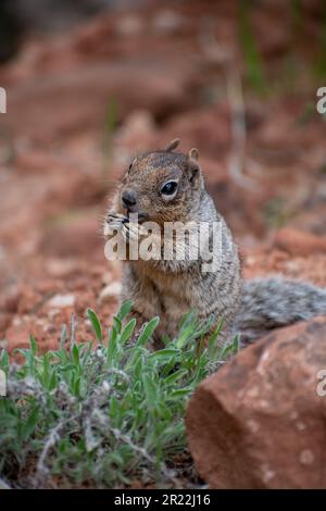 Close up portrait of a cute grey squirrel against the red landscape of zion national park Stock Photo