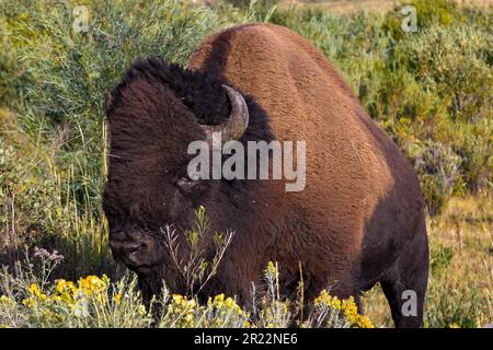 Bull Bison in the Lamar Valley Yellowstone N.P.Wyoming USA Stock Photo