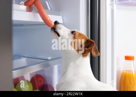 Cute Jack Russell Terrier stealing sausages from refrigerator Stock Photo